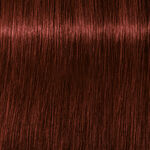 Schwarzkopf Professional Igora Royal Absolutes Permanent Haarfarbe 60ml 5-80