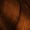 5.4 Light Coppery Brown